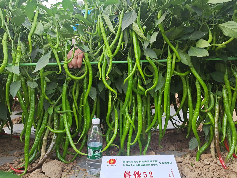 精品高端线椒种子果绿皮黄线豫艺种业厂家直销