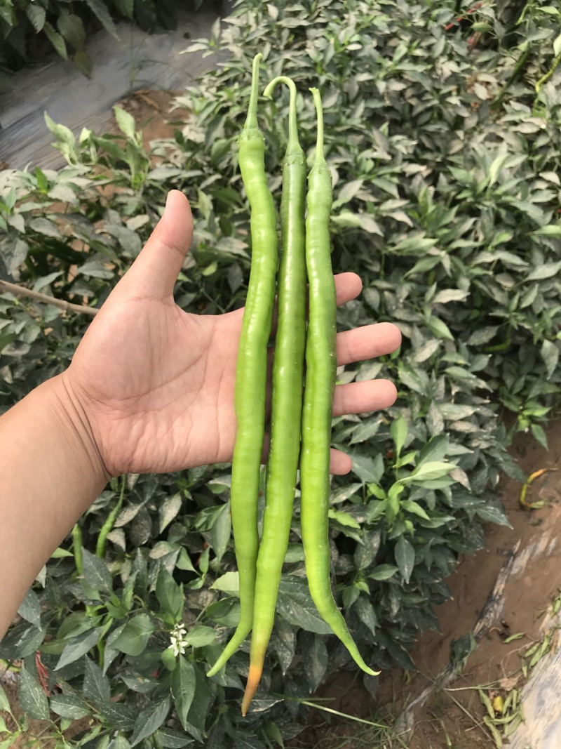 精品高端线椒种子果绿皮黄线豫艺种业厂家直销