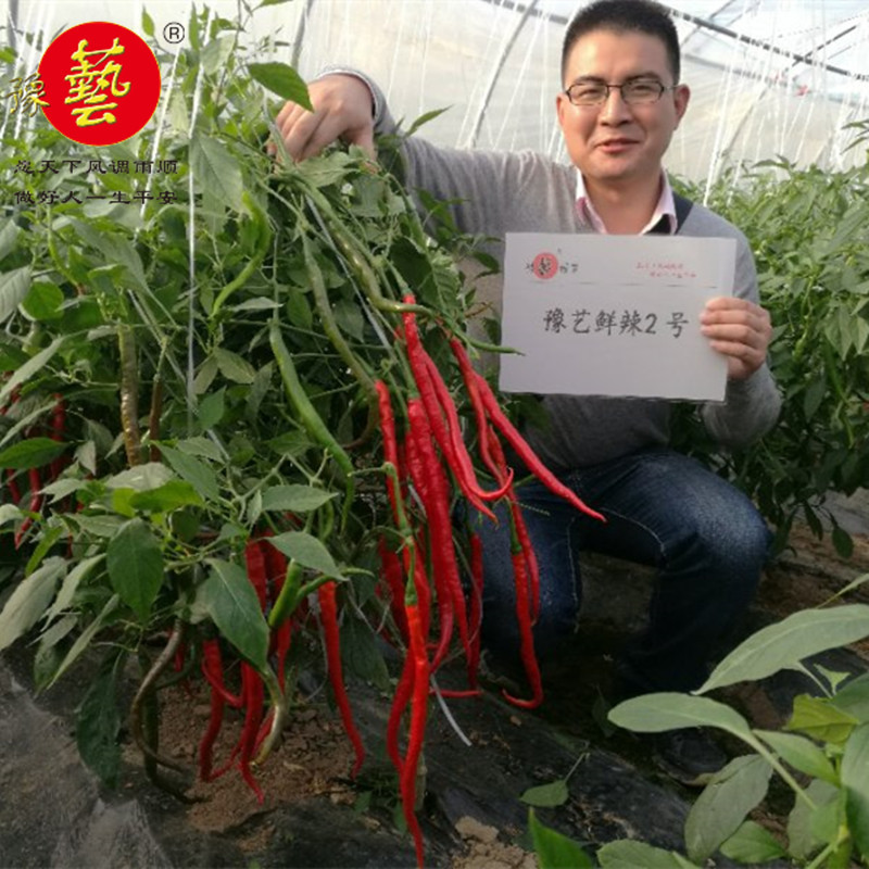 早熟香辣黄线椒辣椒种子鲜辣2号豫艺种业1000粒厂家直销