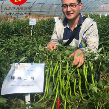早熟香辣黄线椒辣椒种子鲜辣2号豫艺种业1000粒厂家直销