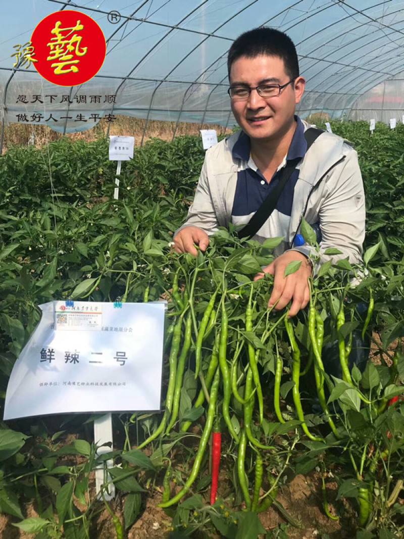 早熟香辣黄线椒辣椒种子鲜辣2号豫艺种业1000粒厂家直销