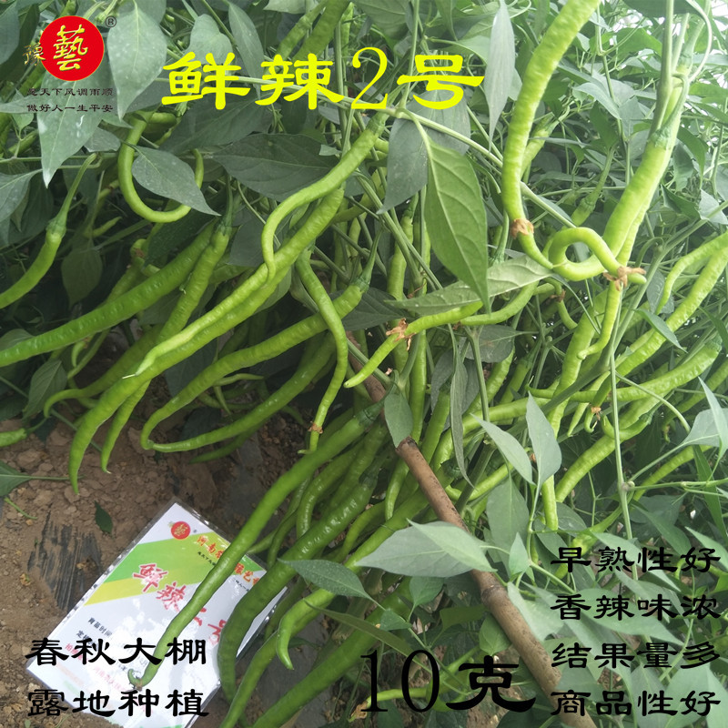 早熟香辣黄线椒辣椒种子鲜辣2号豫艺种业1000粒厂家直销