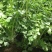实心铁杆白芹菜种子小香芹籽浓香型耐抽苔实心晚熟早熟抗寒