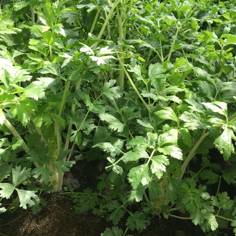 实心铁杆白芹菜种子小香芹籽浓香型耐抽苔实心晚熟早熟抗寒