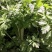 实心铁杆白芹菜种子小香芹籽浓香型耐抽苔实心晚熟早熟抗寒