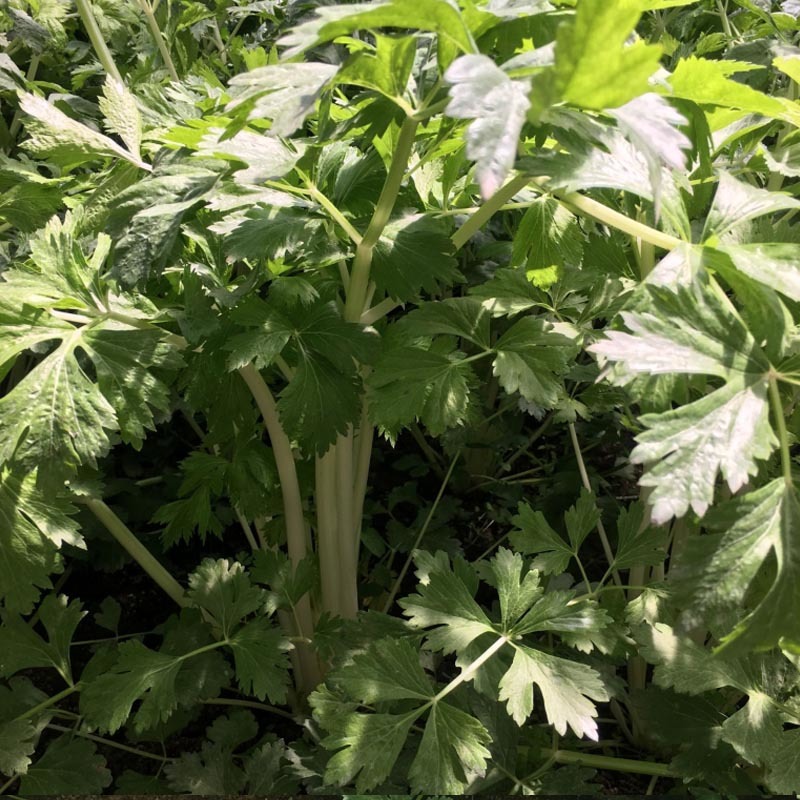 实心铁杆白芹菜种子小香芹籽浓香型耐抽苔实心晚熟早熟抗寒