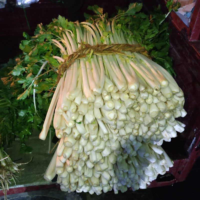 实心铁杆白芹菜种子小香芹籽浓香型耐抽苔实心晚熟早熟抗寒