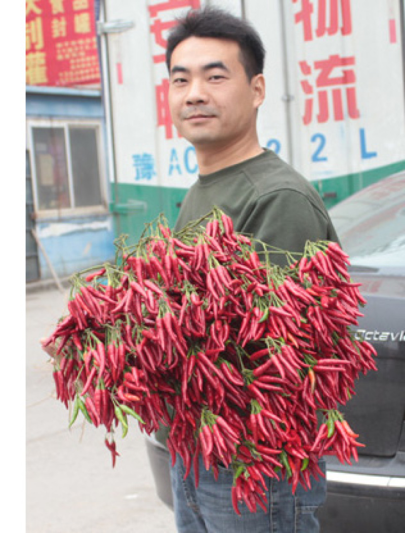 杂交朝天椒种子抗病高产豫艺天箭豫艺种业厂家直销