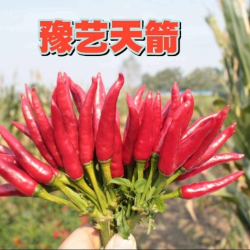 杂交朝天椒种子抗病高产豫艺天箭豫艺种业厂家直销