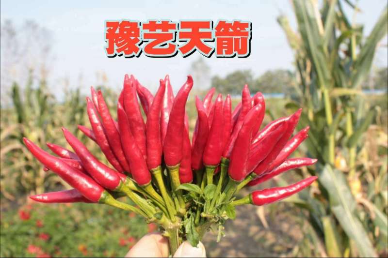 杂交朝天椒种子抗病高产豫艺天箭豫艺种业厂家直销