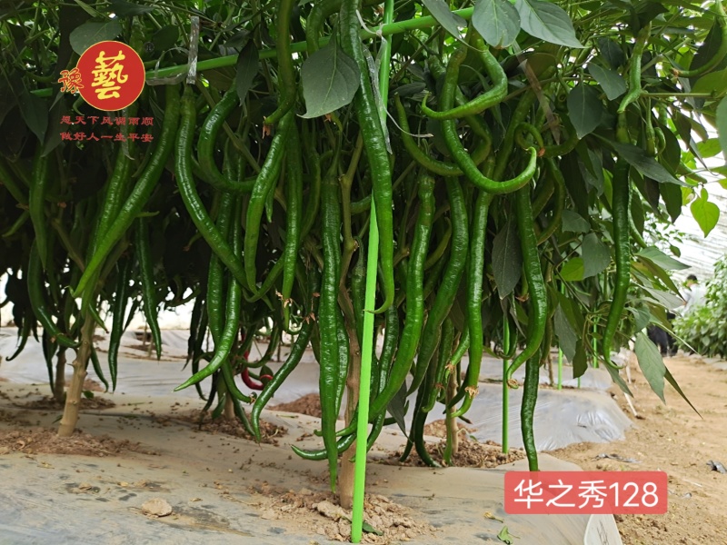 精品黑线椒种子高产华之秀128豫艺种业厂家直销