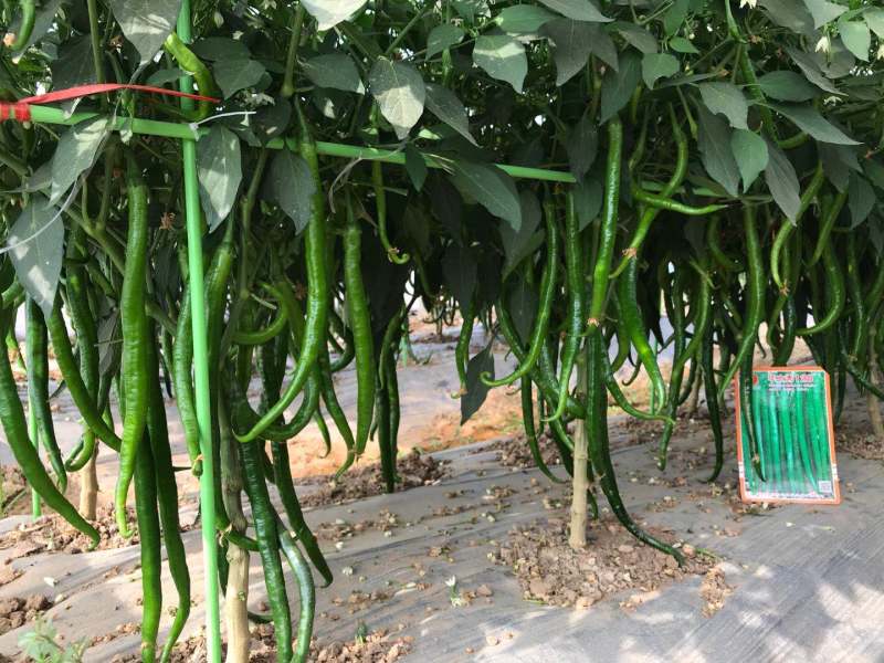 精品黑线椒种子高产华之秀128豫艺种业厂家直销