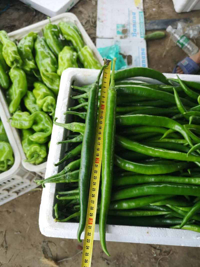 精品黑线椒种子高产华之秀128豫艺种业厂家直销