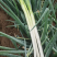 【大葱】唐河精品黄葱长白大葱品相好价格优欢迎咨询