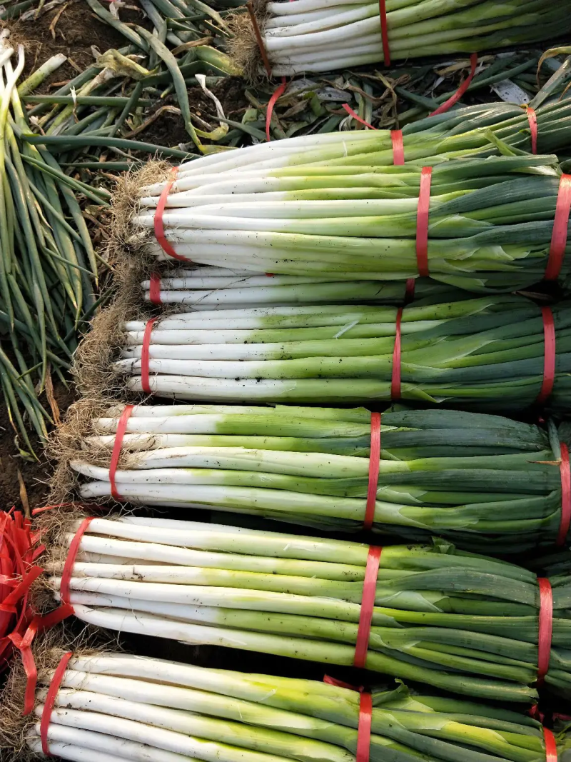 大葱黄葱长白大葱地头现挖毛葱品质保证货源充足