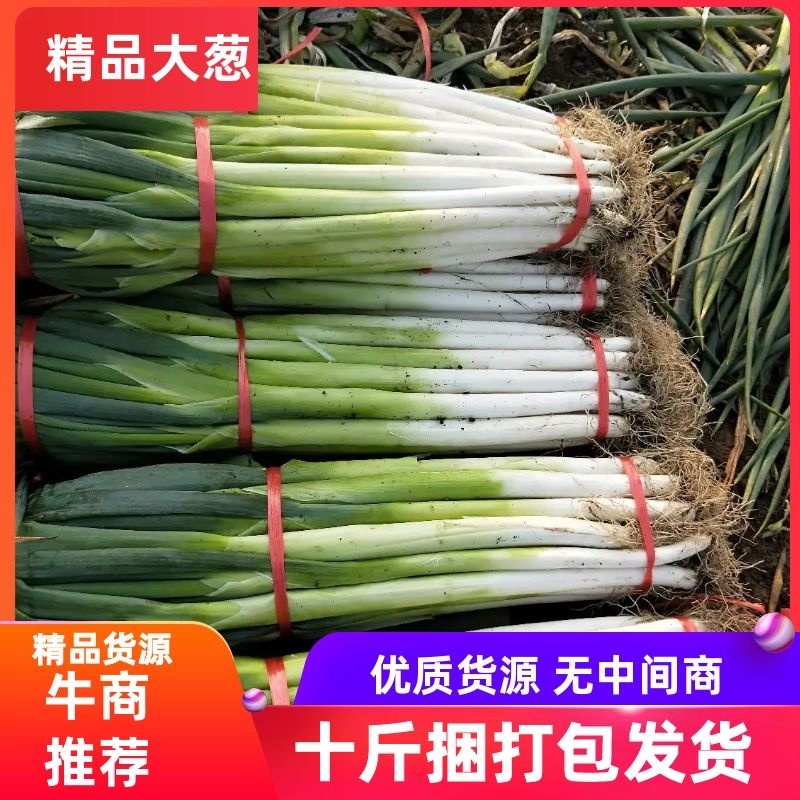 大葱黄葱长白大葱地头现挖毛葱品质保证货源充足