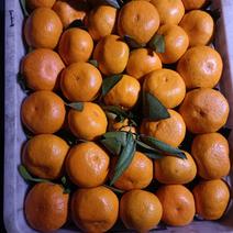 四川眉山蜜桔柑橘一手货源产地直发量大从优欢迎