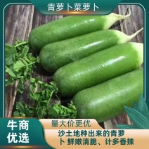 潍坊水果萝卜青萝卜对接：电商团购批发商加工厂等