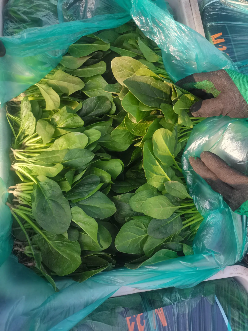 山东潍坊精品菠菜产地现割货源稳定可视频看货欢迎咨询