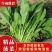山东潍坊精品菠菜产地现割货源稳定可视频看货欢迎咨询
