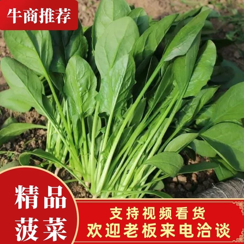 山东潍坊精品菠菜产地现割货源稳定可视频看货欢迎咨询
