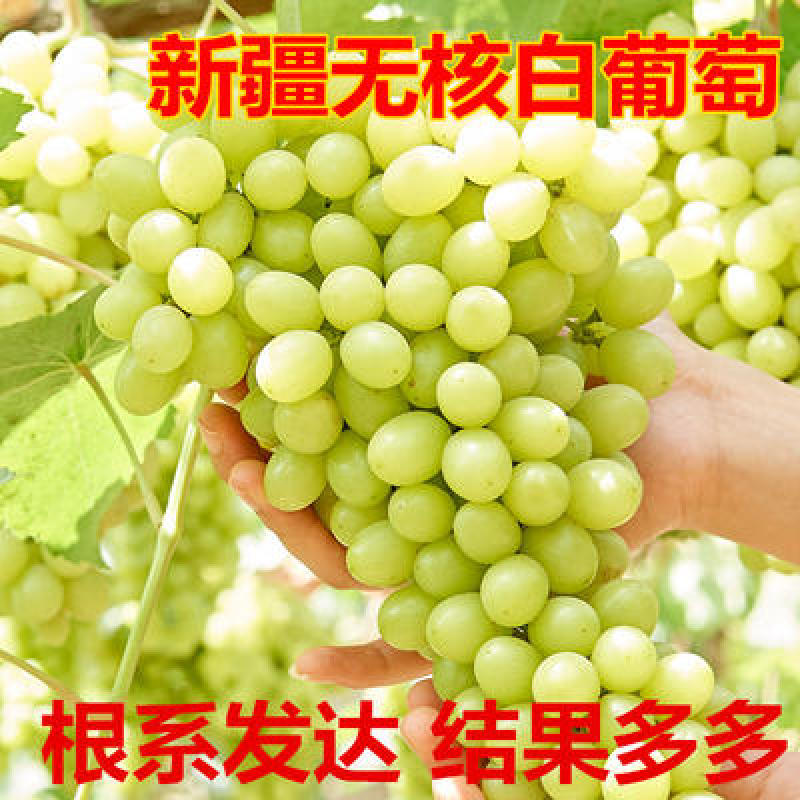 无核白葡萄苗新疆吐鲁番青提子树苗无籽白葡萄白鸡心果树