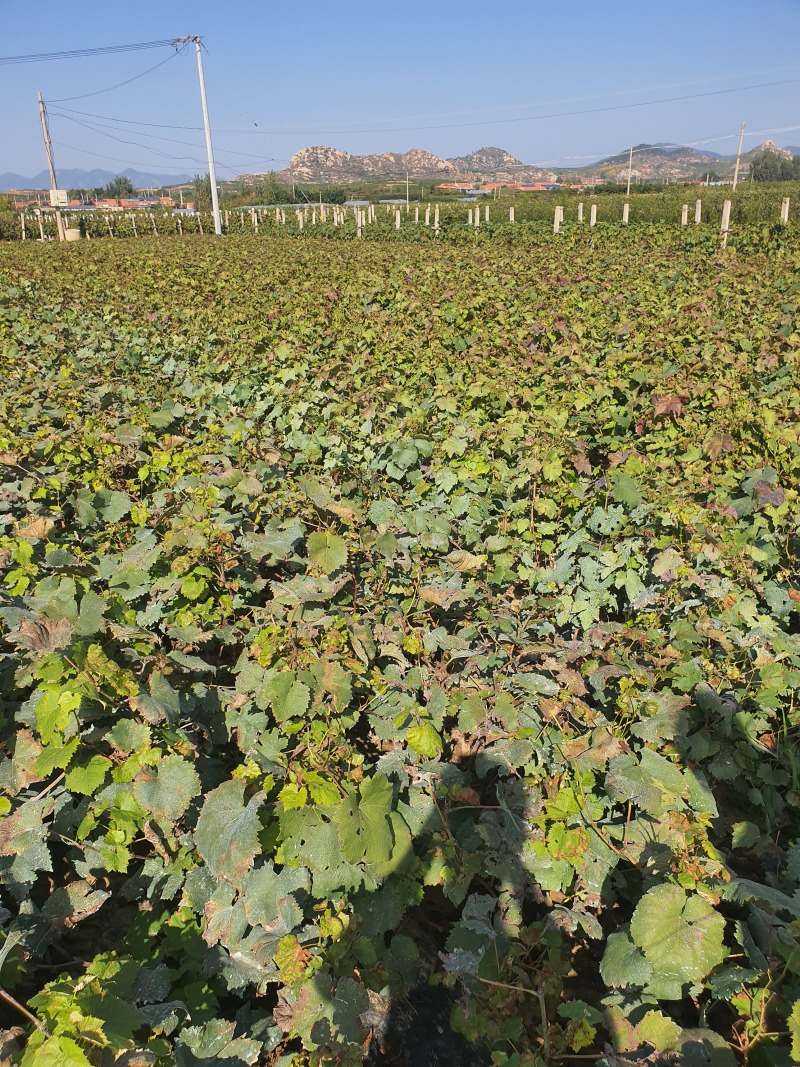 无核白葡萄苗新疆吐鲁番青提子树苗无籽白葡萄白鸡心果树