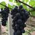 新品种秋黑葡萄苗具有玫瑰香味黑提葡萄树苗秋黑宝葡萄苗当年