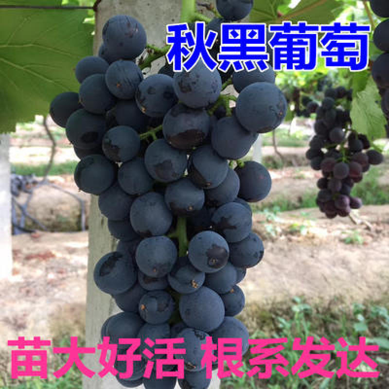 新品种秋黑葡萄苗具有玫瑰香味黑提葡萄树苗秋黑宝葡萄苗当年