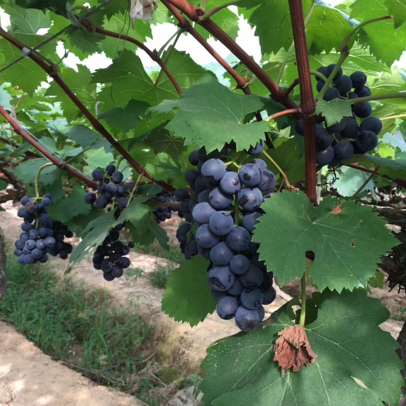新品种秋黑葡萄苗具有玫瑰香味黑提葡萄树苗秋黑宝葡萄苗当年