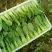 湖北矮脚小油菜青梗苏州青上海青小青菜每天出货10万斤现货
