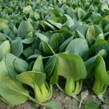 湖北矮脚小油菜青梗苏州青上海青小青菜每天出货10万斤现货