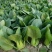 湖北矮脚小油菜青梗苏州青上海青小青菜每天出货10万斤现货