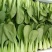 湖北矮脚小油菜青梗苏州青上海青小青菜每天出货10万斤现货