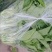 【精选】四川白菜苔新鲜上市量大质优欢迎选购