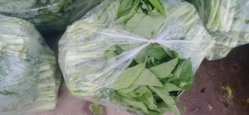 【精选】四川白菜苔新鲜上市量大质优欢迎选购