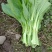 【精选】四川白菜苔新鲜上市量大质优欢迎选购