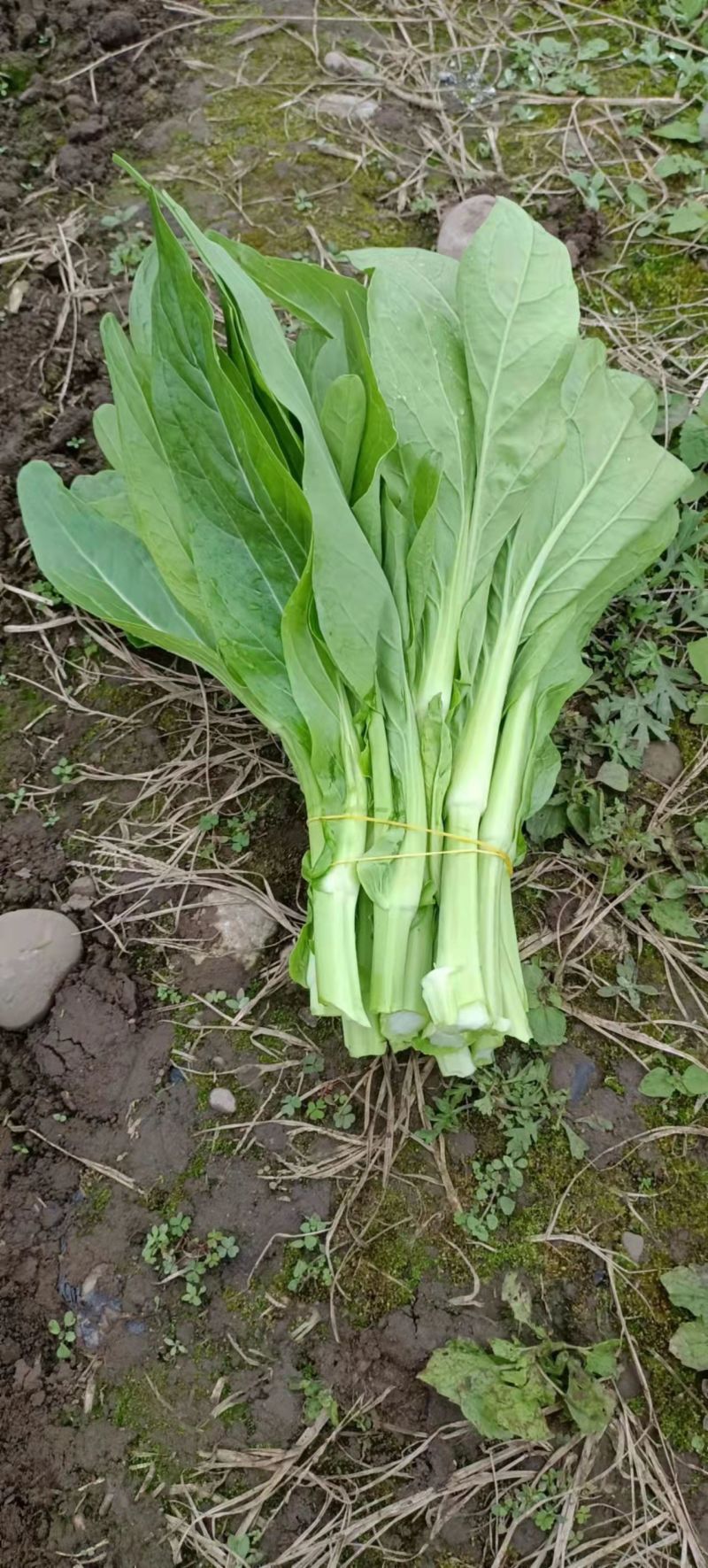 【精选】四川白菜苔新鲜上市量大质优欢迎选购