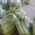【精选】四川白菜苔新鲜上市量大质优欢迎选购