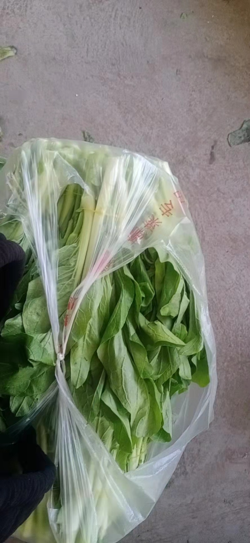 【精选】四川白菜苔新鲜上市量大质优欢迎选购