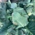 珍玉松宝100松花菜种子半松高产青梗松花豫艺种业