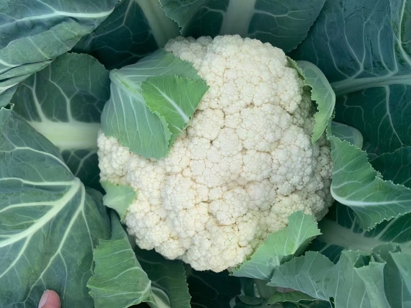 珍玉松宝100松花菜种子半松高产青梗松花豫艺种业
