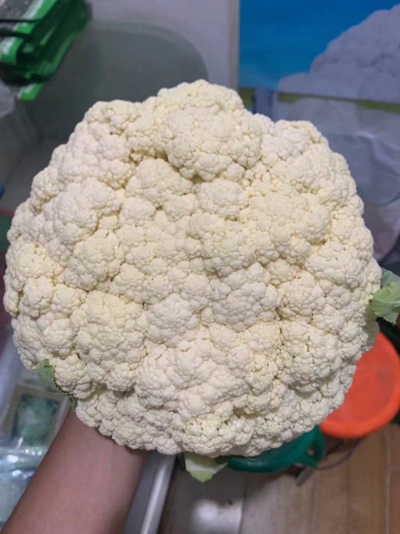 珍玉松宝100松花菜种子半松高产青梗松花豫艺种业