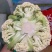 珍玉松宝100松花菜种子半松高产青梗松花豫艺种业