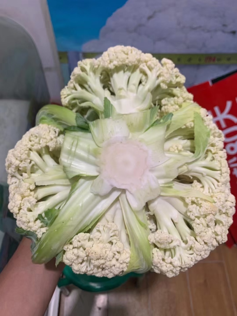 珍玉松宝100松花菜种子半松高产青梗松花豫艺种业