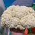 珍玉松宝100松花菜种子半松高产青梗松花豫艺种业