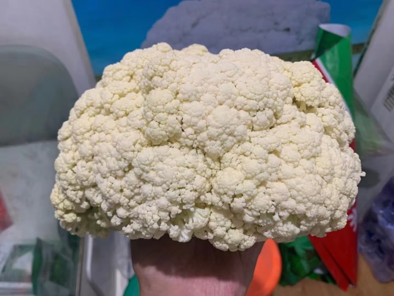 珍玉松宝100松花菜种子半松高产青梗松花豫艺种业