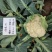珍玉松宝100松花菜种子半松高产青梗松花豫艺种业