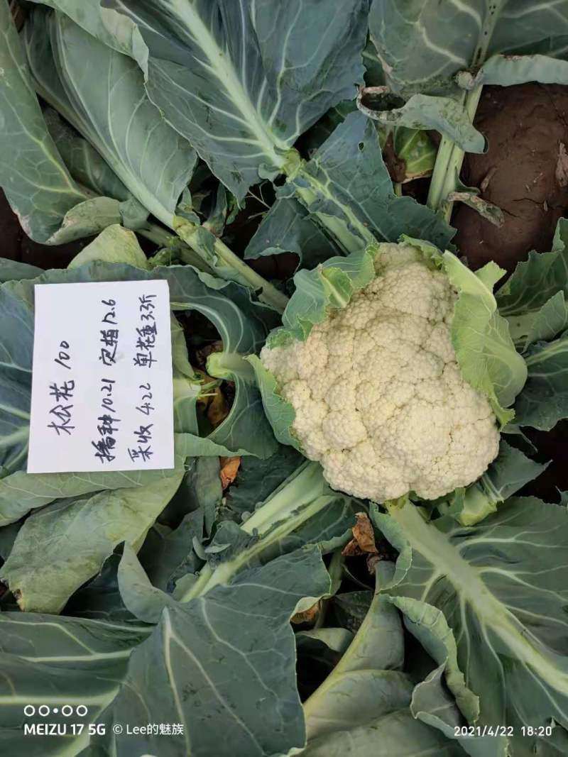 珍玉松宝100松花菜种子半松高产青梗松花豫艺种业