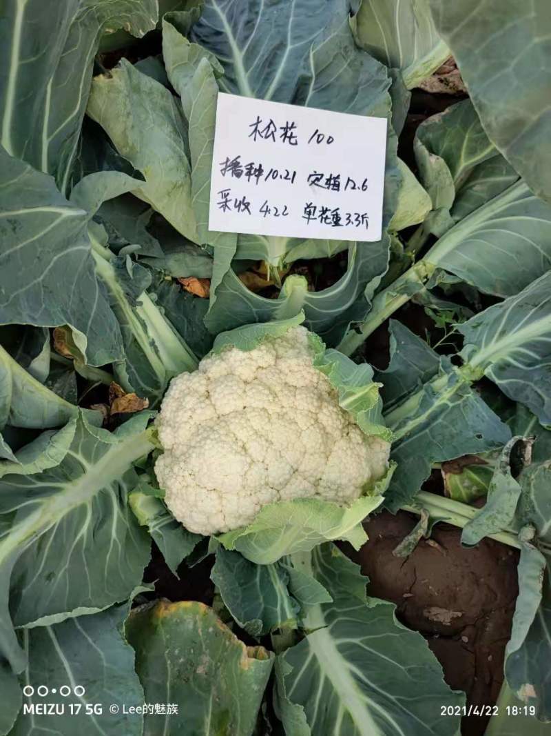 珍玉松宝100松花菜种子半松高产青梗松花豫艺种业